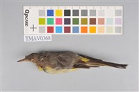 藏品(灰鶺鴒)的圖片